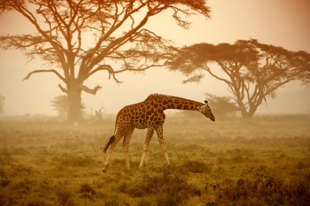 A giraffe, Kenya